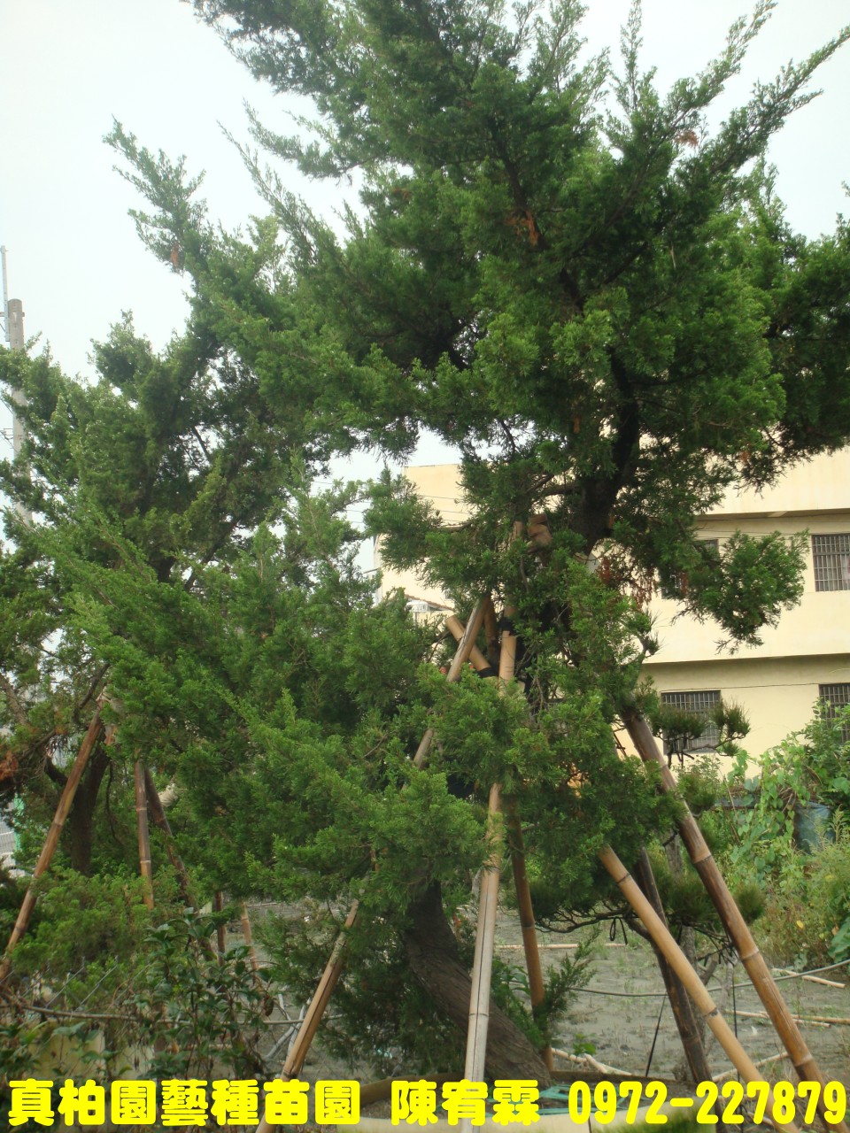 真柏園藝種苗園--陳宥霖0972-227879.真柏樹苗各種尺寸買賣,真柏,真柏盆栽拍賣,真柏盆栽,真柏苗栽,真柏,真柏樹苗,真柏苗,真柏買賣,真柏盆栽,真柏