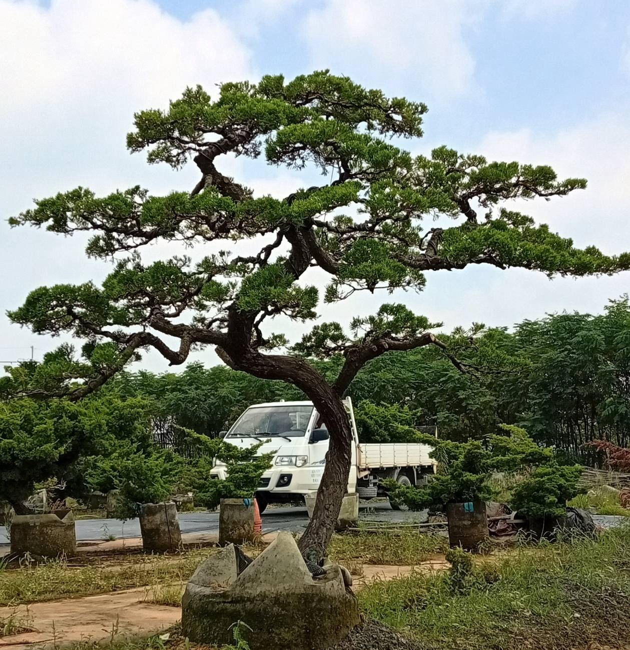 大型造型真柏開展樹冠與庭園主景樹