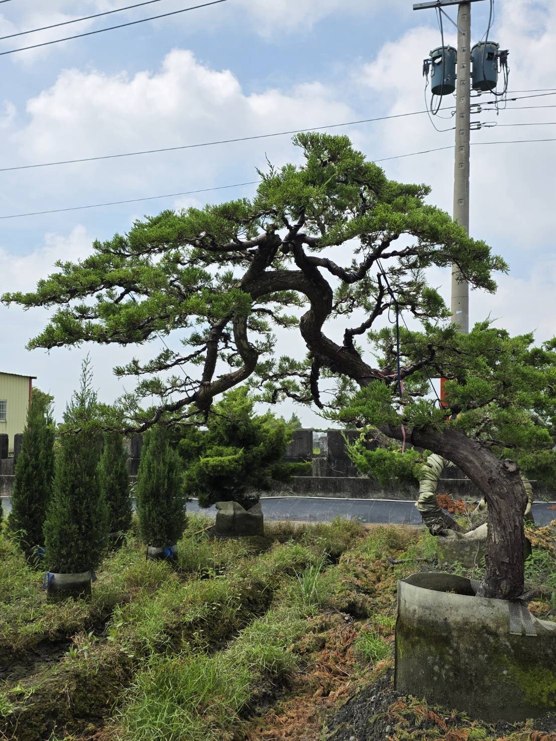 宥霖造型真柏庭園造景樹木實景