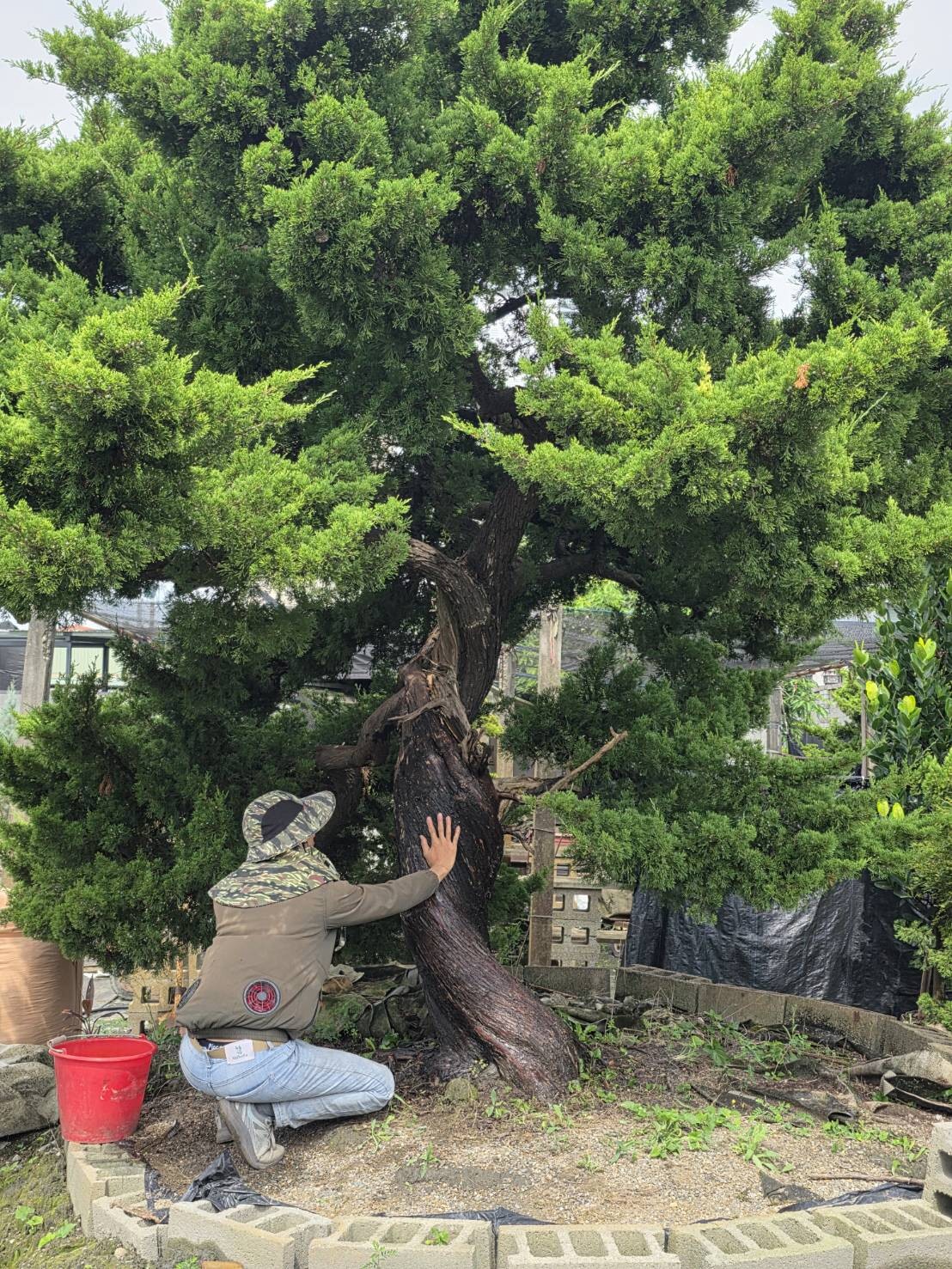 宥霖造型真柏大型老樹粗壯樹幹實景