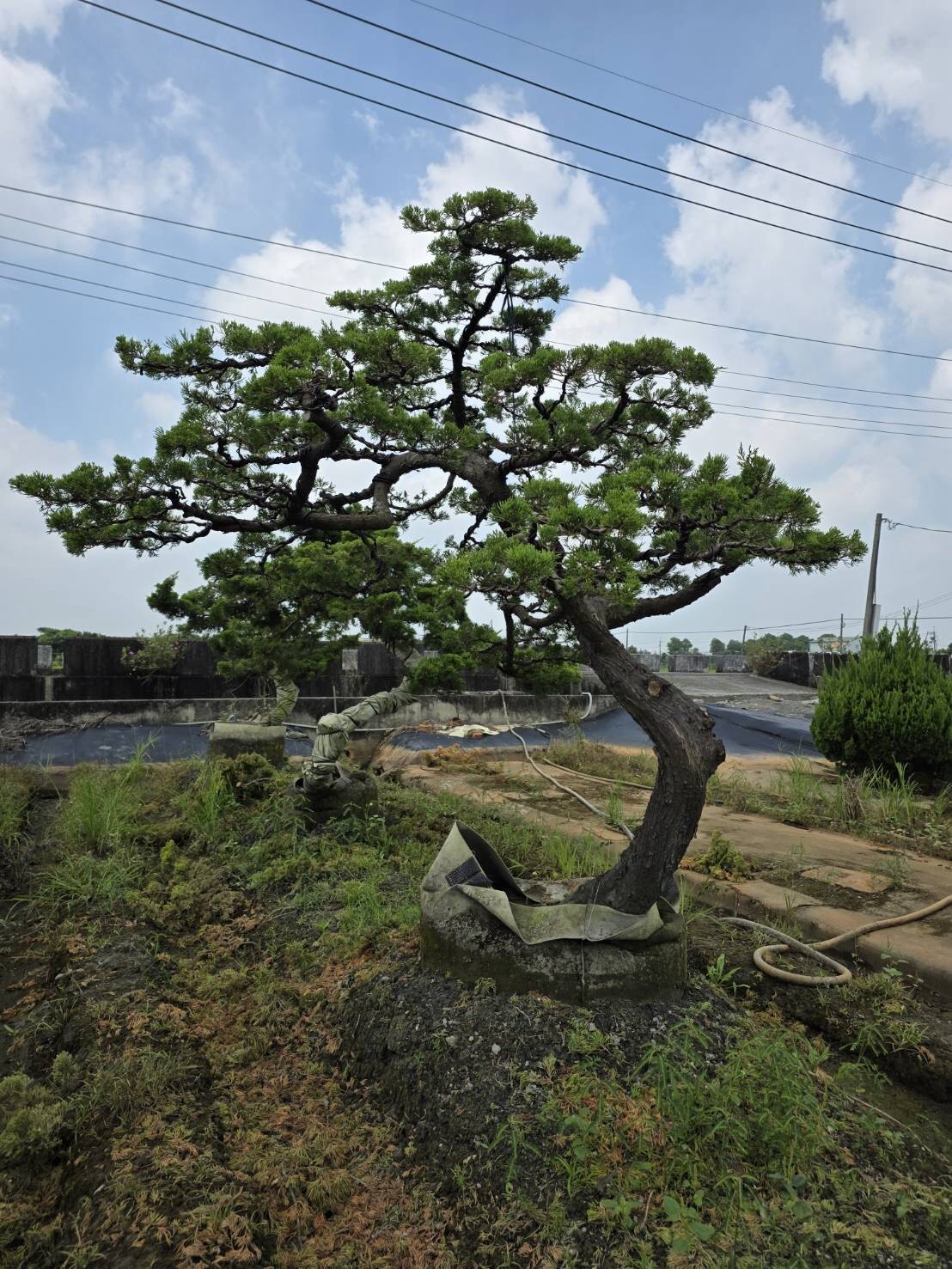 彰化永靖大型造型真柏園區實景