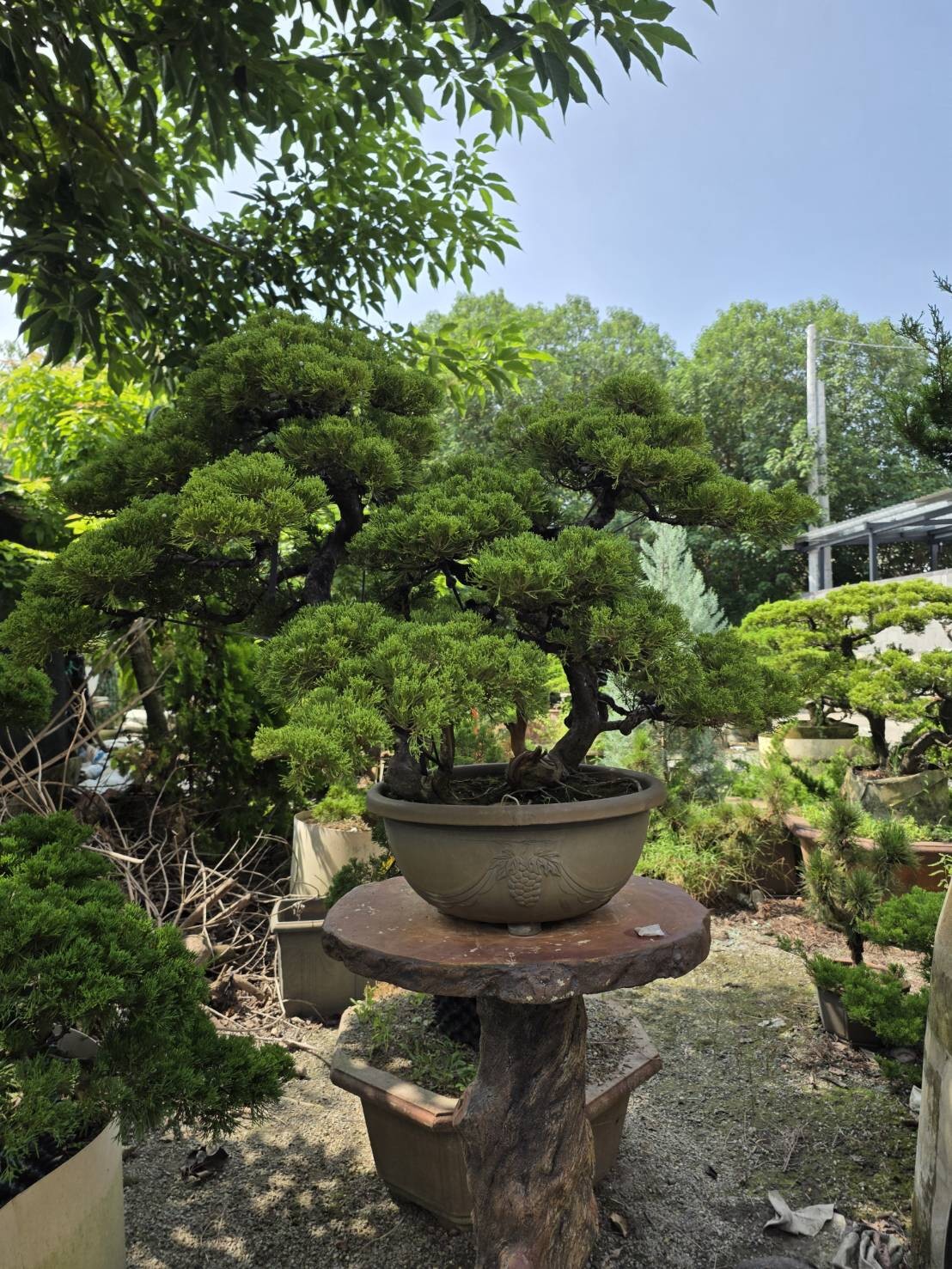宥霖造型真柏大型景觀樹園區展示