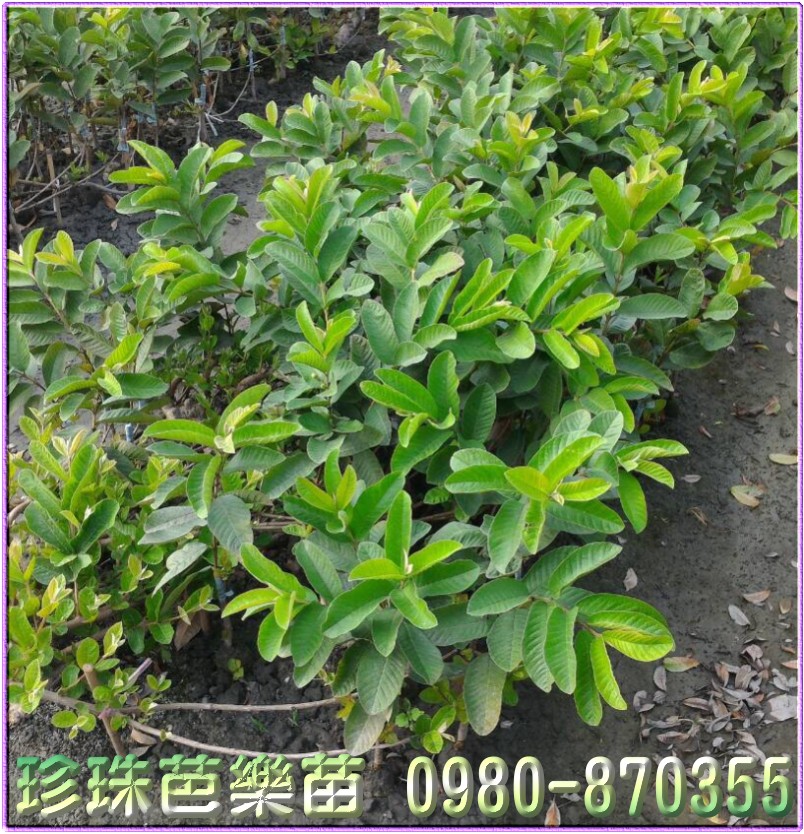 ï]ݼ֭],ï]ݼ־],ï]ݼ֪G],ï]ݼ֥],jNQح],0980-870355,ï]ݼ֭]R,ï]ݼ֭]o,ݼ֭],gݼ֭]