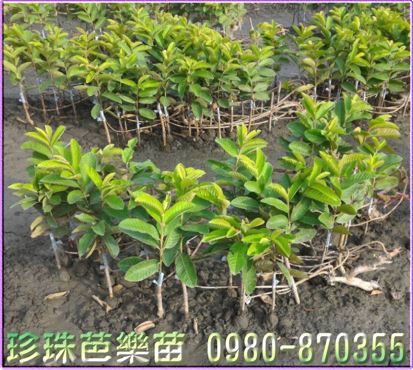 ï]ݼ֭],ï]ݼ־],ï]ݼ֭]R,ï]ݼ֭]o