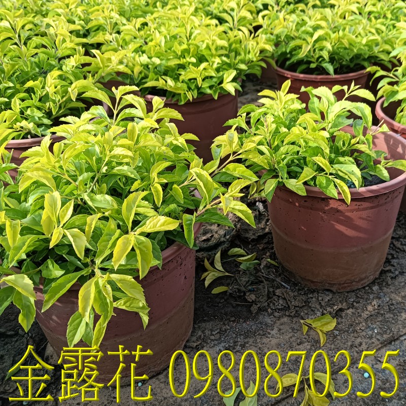 SDuranta erecta.,pZح],0980-870355,ݼ֭],gݼ֭],fc],|ufc],],ح],G],o,R,X