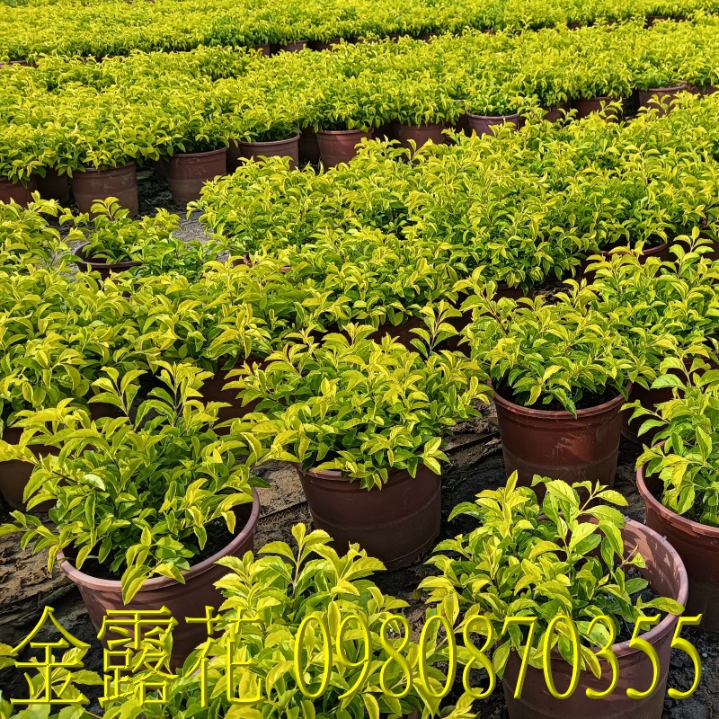 SDuranta erecta.,pZح],0980-870355,ݼ֭],gݼ֭],fc],|ufc],],ح],G],o,R,X