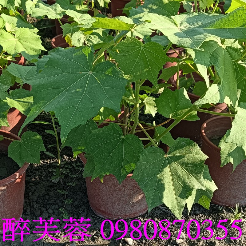 TKܻT֮Hibiscus mutabilis.,pZح],0980-870355,ݼ֭],gݼ֭],fc],|ufc],],ح],G],o,R,X