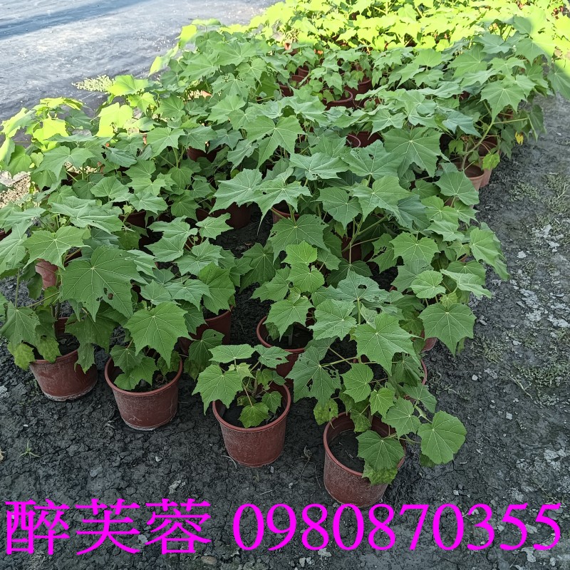 TKܻT֮Hibiscus mutabilis.,pZح],0980-870355,ݼ֭],gݼ֭],fc],|ufc],],ح],G],o,R,X