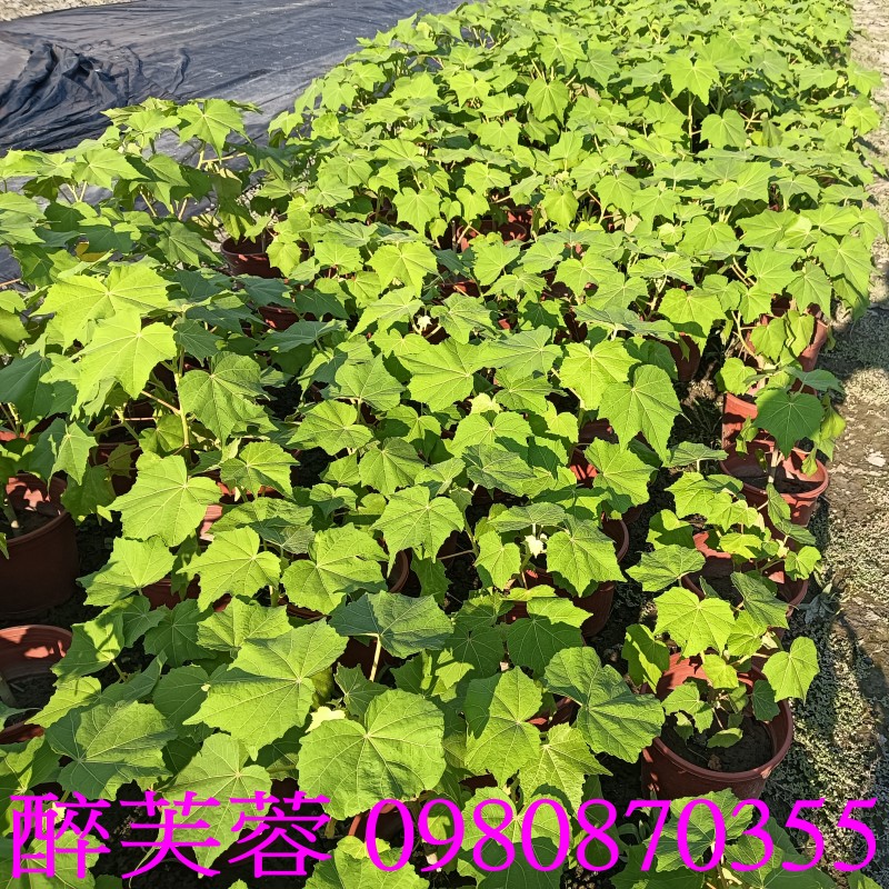 TKܻT֮Hibiscus mutabilis.,pZح],0980-870355,ݼ֭],gݼ֭],fc],|ufc],],ح],G],o,R,X