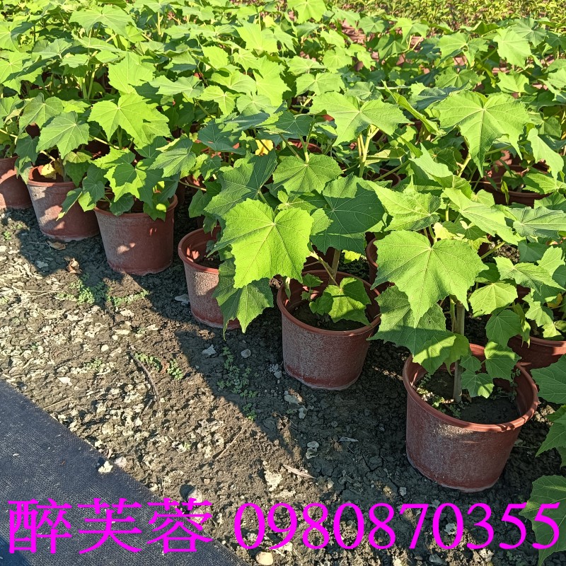 TKܻT֮Hibiscus mutabilis.,pZح],0980-870355,ݼ֭],gݼ֭],fc],|ufc],],ح],G],o,R,X