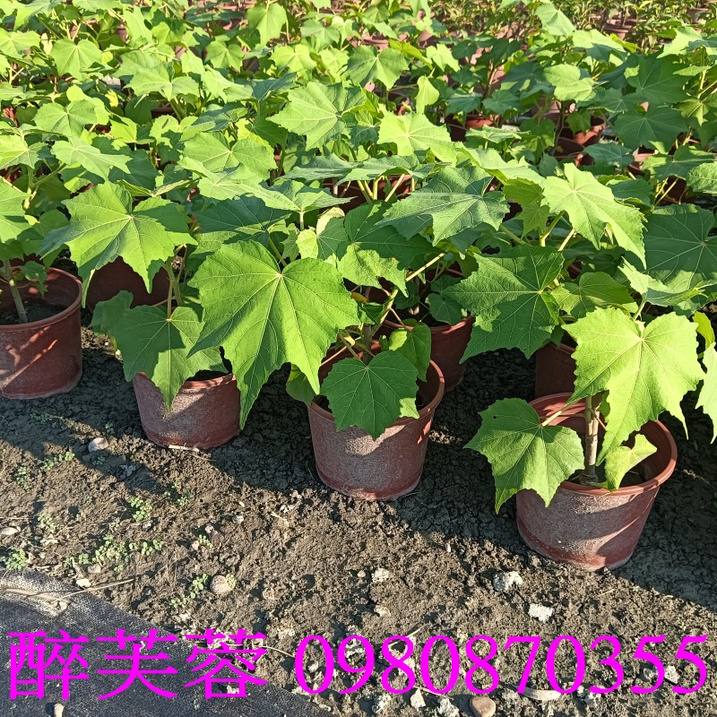 TKܻT֮Hibiscus mutabilis.,pZح],0980-870355,ݼ֭],gݼ֭],fc],|ufc],],ح],G],o,R,X