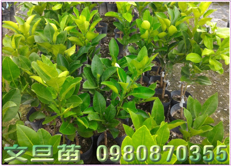 她]