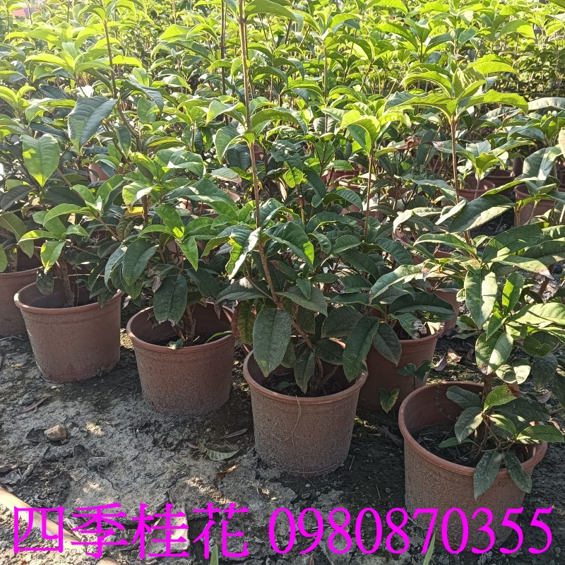 |u֮۬Sweet Osmanthus.,pZح],0980-870355,ݼ֭],gݼ֭],fc],|ufc],],ح],G],o,R,X