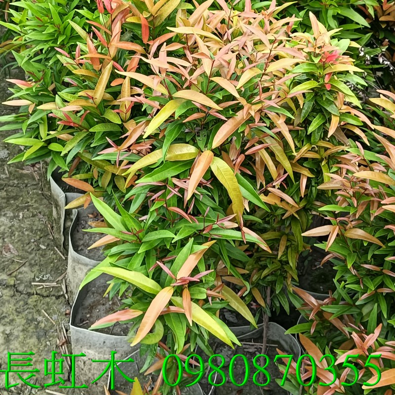 i.,pZح],0980-870355,ݼ֭],gݼ֭],fc],|ufc],],ح],G],o,R,X