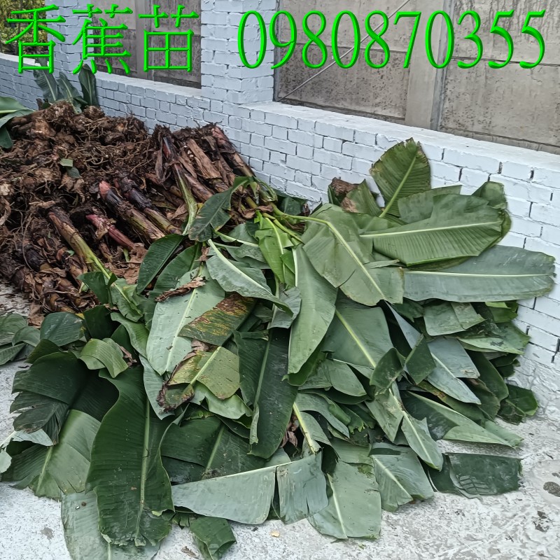]banana.,pZح],0980-870355,ݼ֭],gݼ֭],fc],|ufc],],ح],G],o,R,X