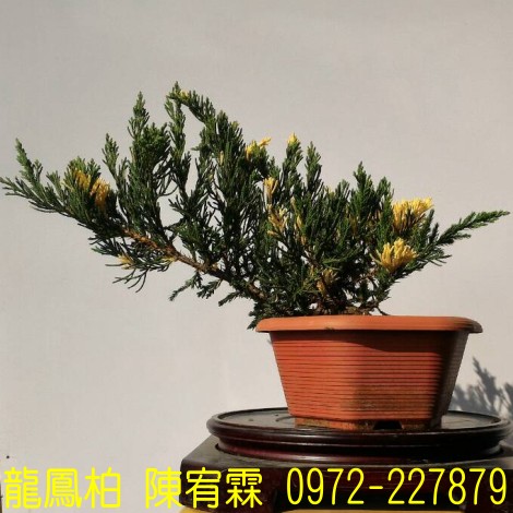 sf,sfR,sf,Juniperus chinensis,sf]R,sf֮,sf֮R,sfR,sf]