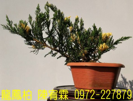 sf,sfR,sf,Juniperus chinensis,sf]R,sf֮,sf֮R,sfR,sf]