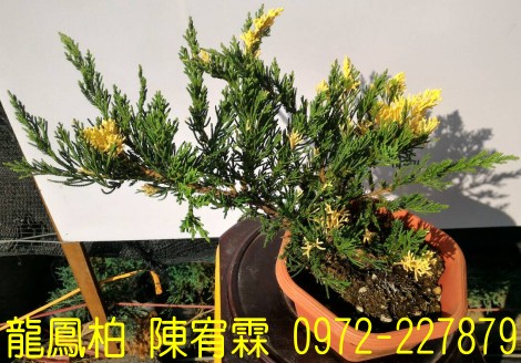 sf,sfR,sf,Juniperus chinensis,sf]R,sf֮,sf֮R,sfR,sf]