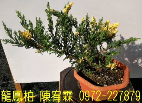 sf,sfR,sf,Juniperus chinensis,sf]R,sf֮,sf֮R,sfR,sf]