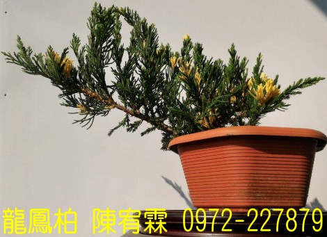 sf,sfR,sf,Juniperus chinensis,sf]R,sf֮,sf֮R,sfR,sf]