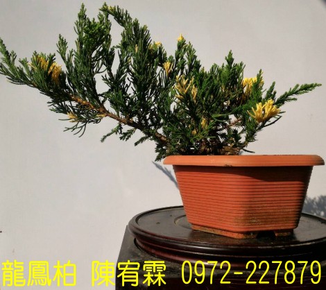 sf,sfR,sf,Juniperus chinensis,sf]R,sf֮,sf֮R,sfR,sf]