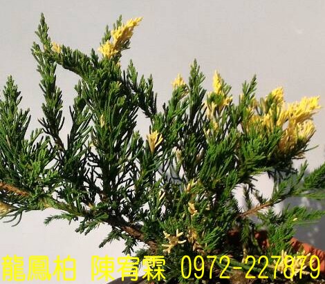 sf,sfR,sf,Juniperus chinensis,sf]R,sf֮,sf֮R,sfR,sf]