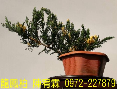 sf,sfR,sf,Juniperus chinensis,sf]R,sf֮,sf֮R,sfR,sf]