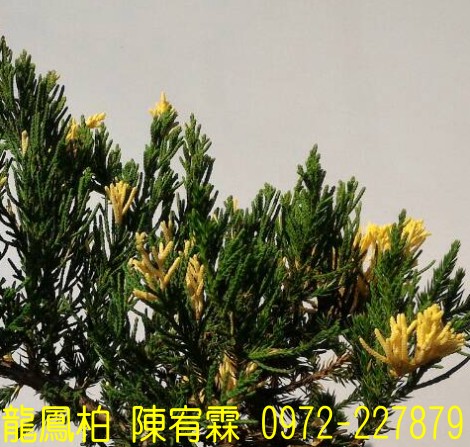 sf,sfR,sf,Juniperus chinensis,sf]R,sf֮,sf֮R,sfR,sf]