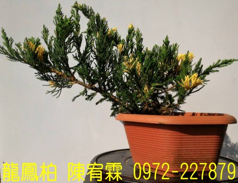 sf,sfR,sf,Juniperus chinensis,sf]R,sf֮,sf֮R,sfR,sf]