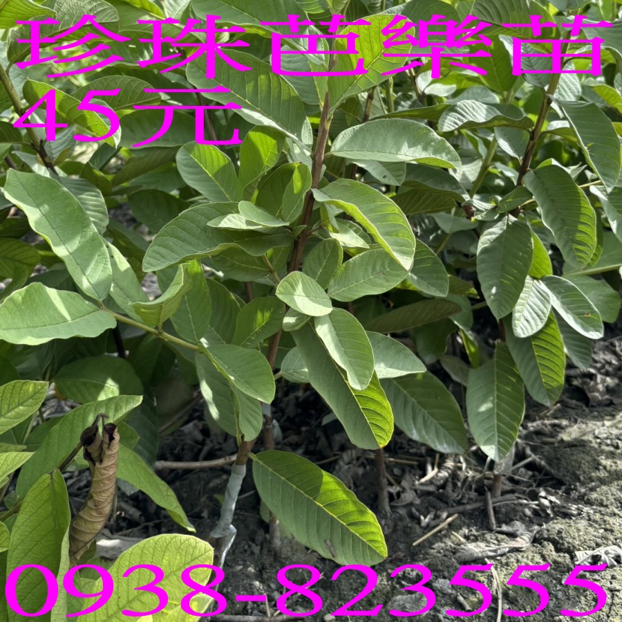 �i�ï]�ݼ֭] �۲��۾P�j����̧C�� �@��u�n45���I�j�q�����U�G�A�B�N�ط~���w��X�@�I