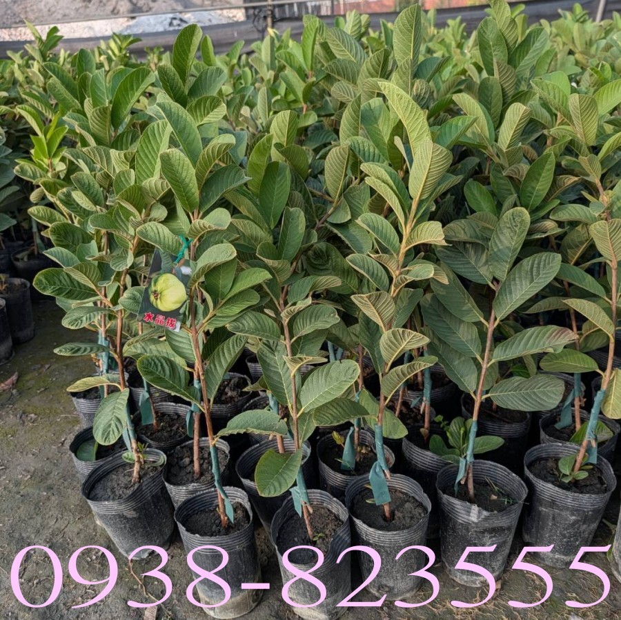 �����ݼ֪G��]�U ��N�T�ح]�� ���ƥùt�C�w��ӹq�G0938-823555����