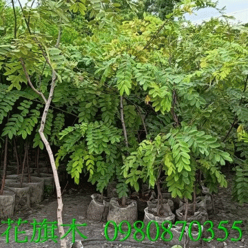 花旗木