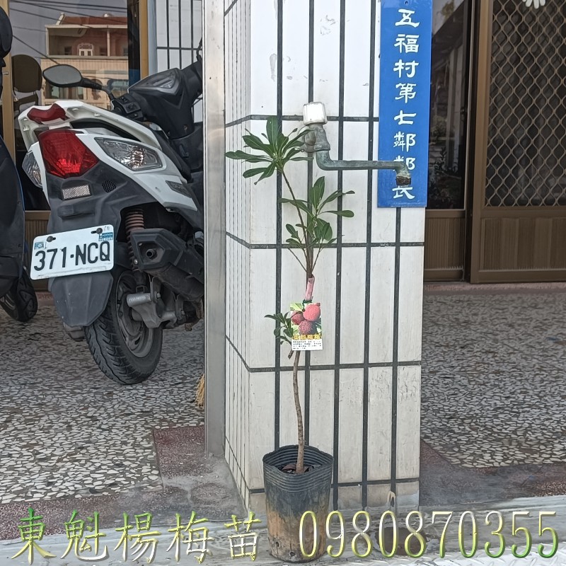 東魁楊梅苗、位於彰化縣永靖鄉,森聯茂果樹苗種苗園,0980870355.專業經營:東魁楊梅苗,東魁甜楊梅苗,東魁楊梅樹,楊梅果樹苗,歡迎光臨批發買賣。