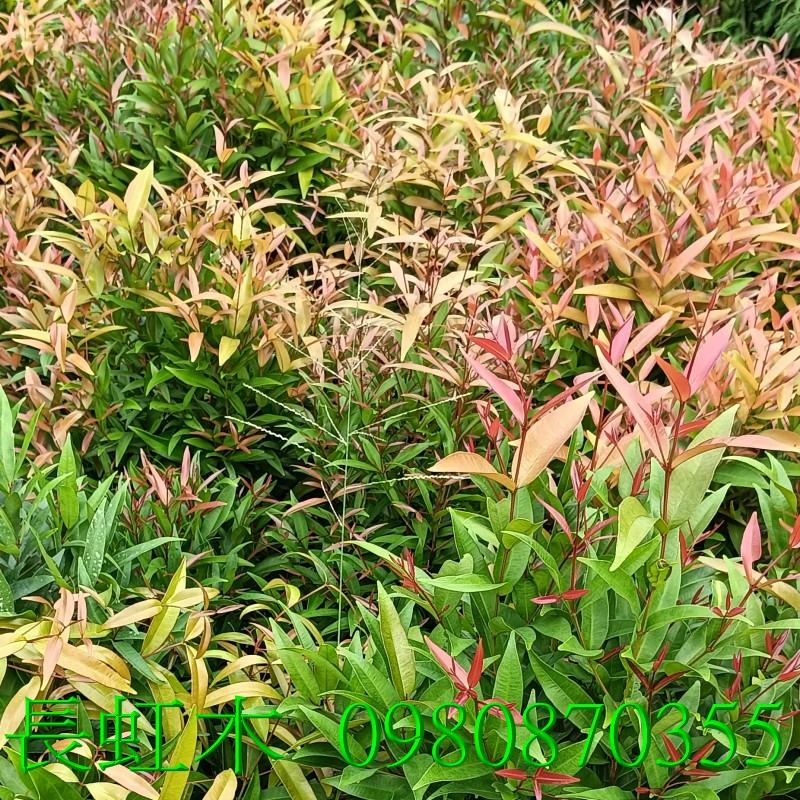 長虹木、長紅木、景觀樹,歡迎光臨批發買賣。