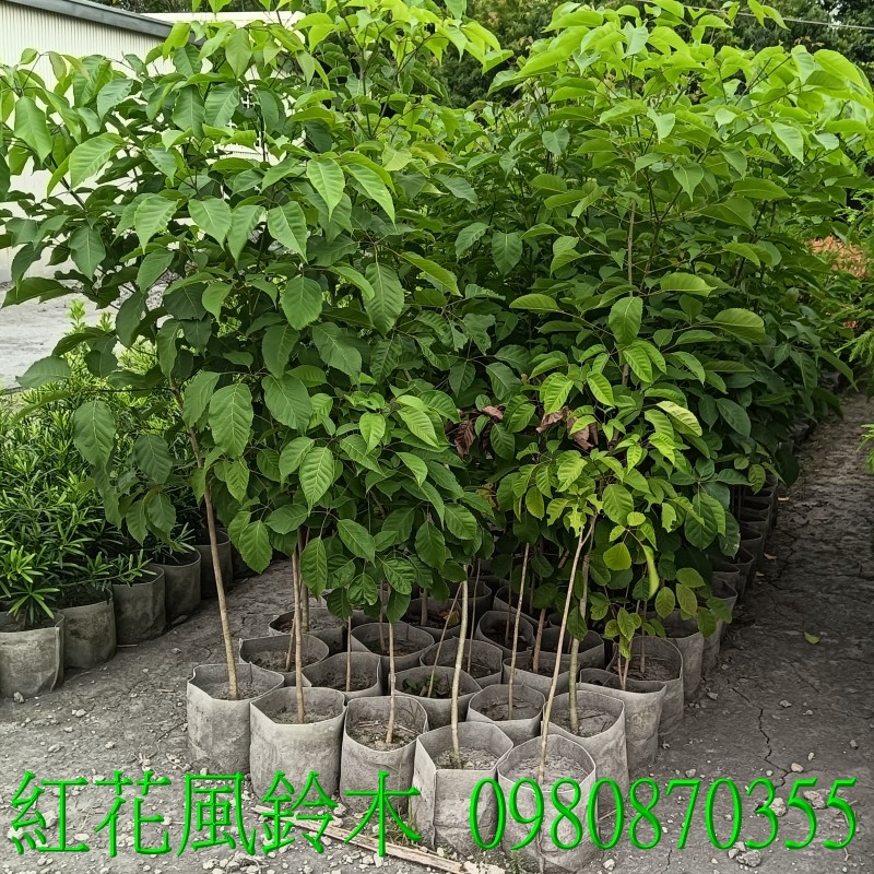 紅花風鈴木、景觀樹,歡迎光臨批發買賣。