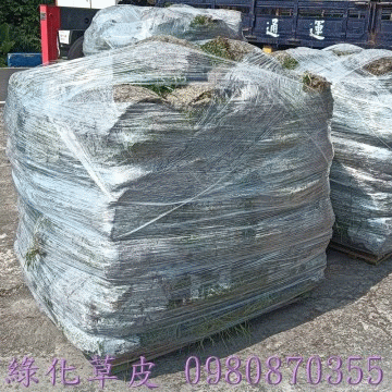 草皮批發買賣,森聯茂種苗園0980870355,歡迎大台北,基隆,宜蘭,桃園,新竹,苗栗,台中,彰化,南投,有草皮舖設種植需求者,歡迎來電洽詢。