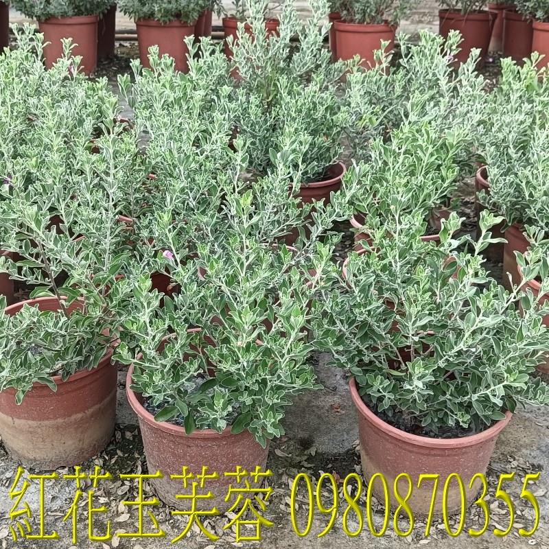 紅花玉芙蓉、位於彰化縣永靖鄉,森聯茂果樹苗種苗園,0980870355.專業經營:馬纓丹、盆栽、園藝花卉、水果幼苗、草花、草皮、景觀樹、庭園樹,歡迎光臨批發買賣。