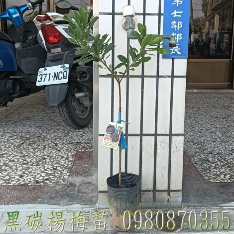黑炭楊梅苗,黑碳甜楊梅苗,黑炭楊梅樹,楊梅果樹苗