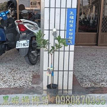 黑炭楊梅苗,黑碳甜楊梅苗,黑炭楊梅樹,楊梅果樹苗