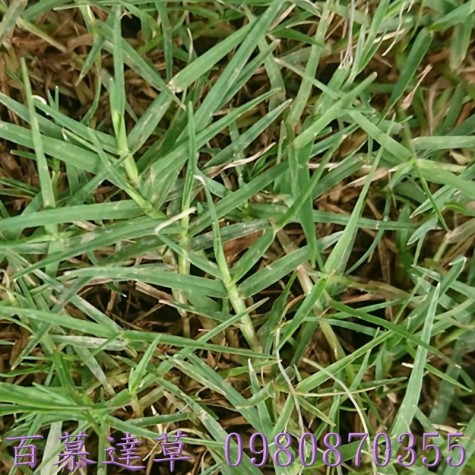 假儉草,蜈蚣草,草皮批發,便宜草皮批發,農用草皮買賣
