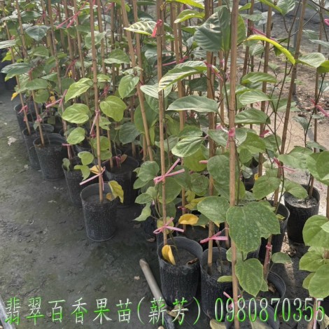 翡翠百香果苗,翡翠百香果嫁接苗,百香果苗,百香果嫁接苗,翡翠百香果苗買賣,翡翠百香果苗批發