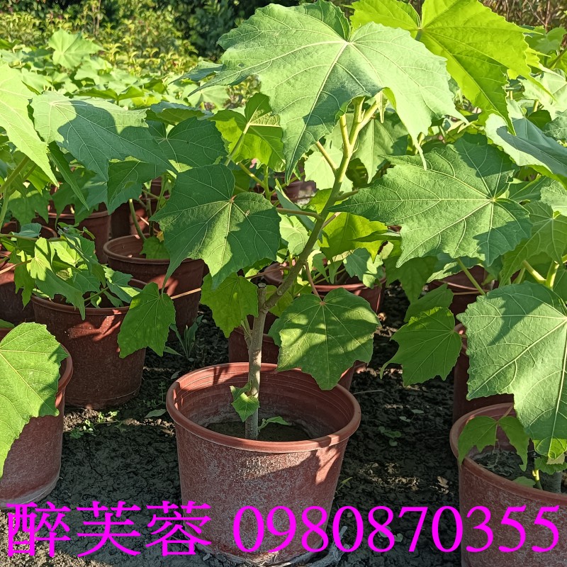 TKܻTBKܻT֮BܻTBܻTBBHibiscus mutabilis,w{oRC