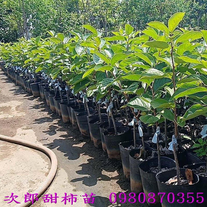 �n���s�������U�] �������U�G���u����10�뤤��~11�����A�~�������|��ΡA�ܫװ��A�M�����f�C