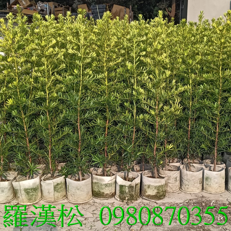 ù~QBǦWGPodocarpus macrophyllusBγ~sxA]tG@[ӪAAXx鴺[BִشӡAïണѩ~apPƪŶC[PxơGù~QKFޡBAA`QΨӷxyBִκX,w{oRC