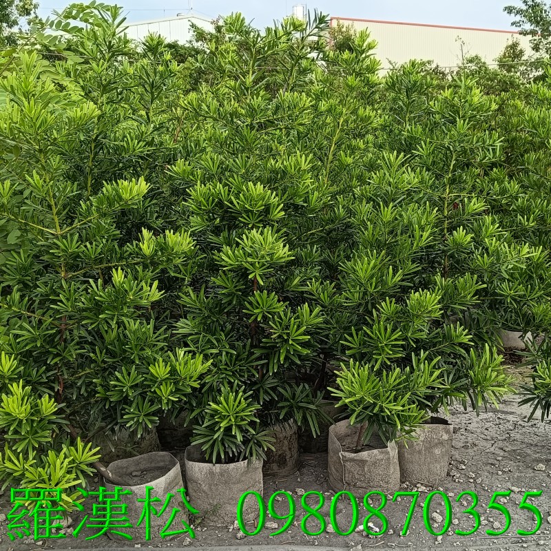 ù~QBǦWGPodocarpus macrophyllusw{oRC