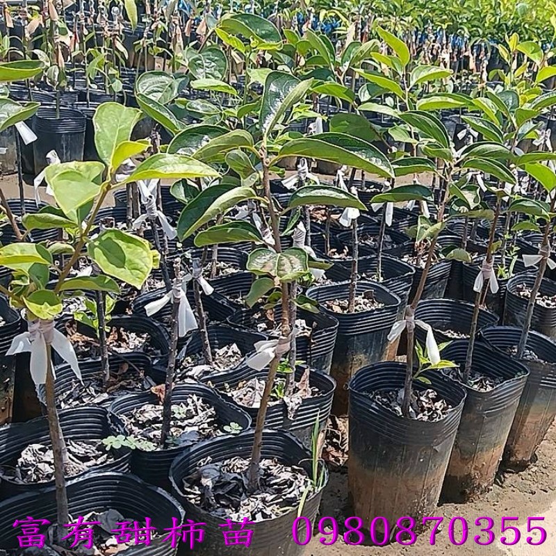 �n���s�I�����U�] �I�����U�G�G��j�e��y���C�G�֥~�[������A�������ର������A�G�Ħh�A���~��}�צb�Q���ץH�W�C�ݩ󧹥����U�A�h�@���w(��)�U���O�A���ثe�x�W���U������D�n�~�ءC