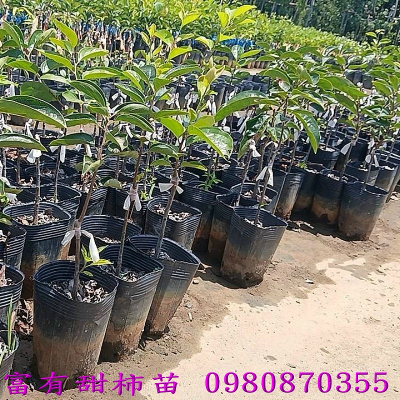 �n���s�I�����U�] �I�����U�G�G��j�e��y���C�G�֥~�[������A�������ର������A�G�Ħh�A���~��}�צb�Q���ץH�W�C�ݩ󧹥����U�A�h�@���w(��)�U���O�A���ثe�x�W���U������D�n�~�ءC