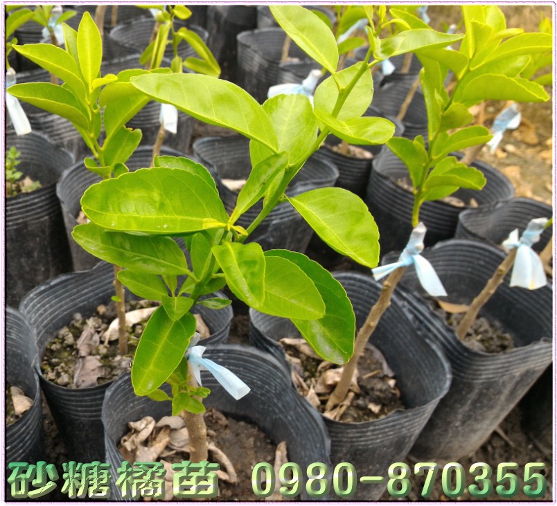 砂糖橘苗
