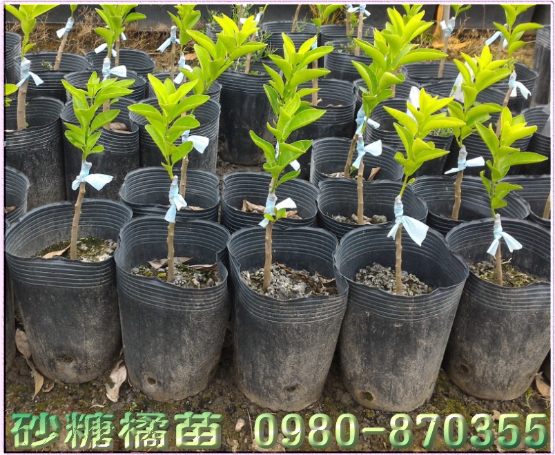 砂糖橘樹苗
