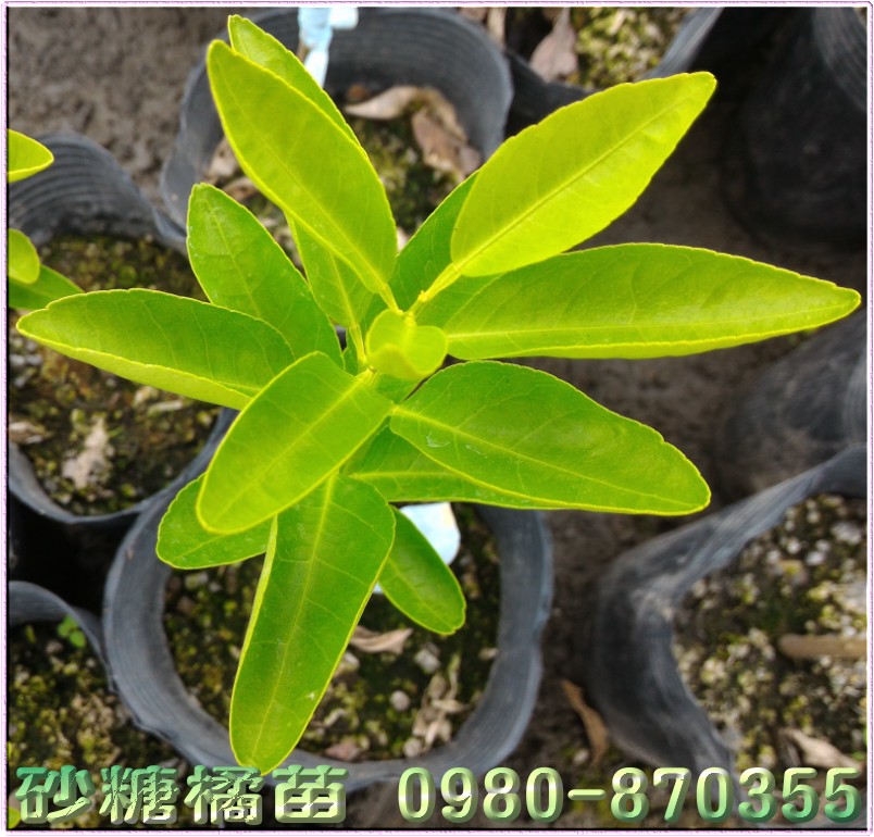 砂糖橘苗,砂糖橘苗買賣,砂糖橘苗批發